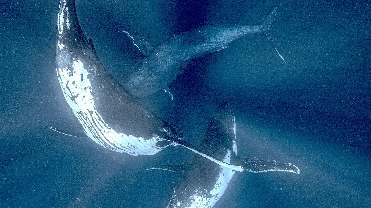 Humpback Whales Underwater